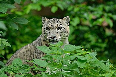 知名模拟器PPSSPP登陆苹果App Store 可畅玩PSP游戏