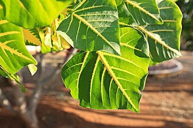 《百万吨级武藏》新预告片＆实机视频展示自定义内容